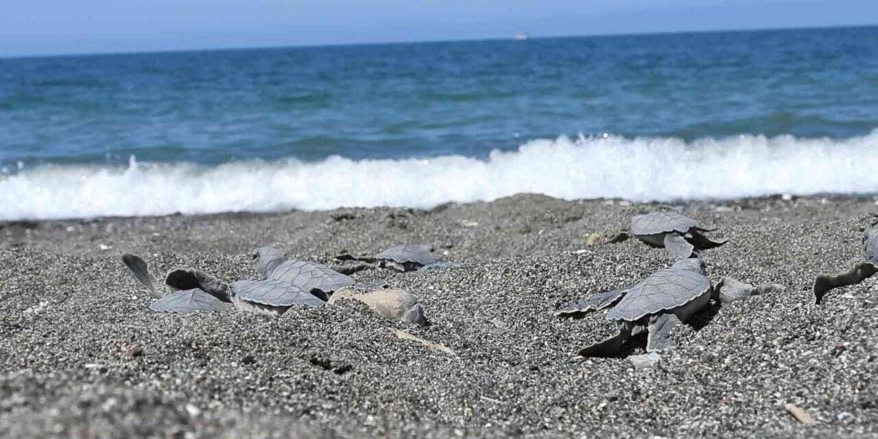 Hatay’da yavru kaplumbağalar denizle buluştu