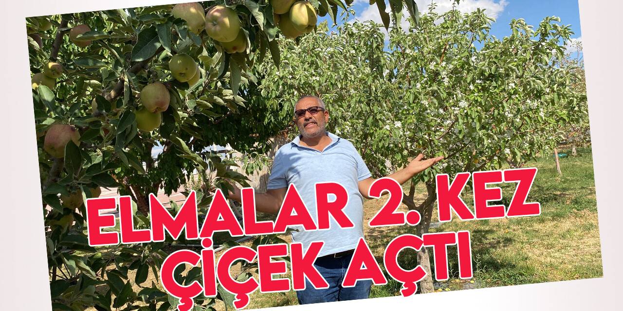 Elma ağaçları yıl içerisinde ikinci kez çiçek açtı