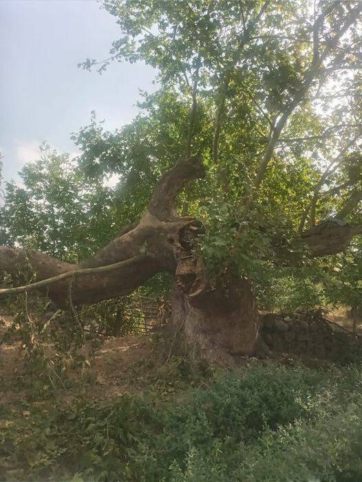 600 yıllık tarihi çınar yıkıldı