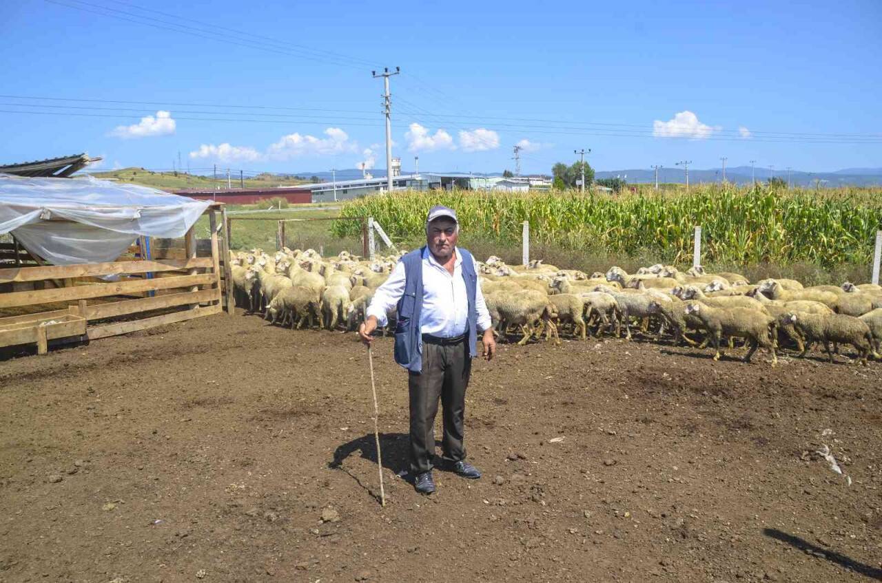 10 bin TL’ye çalışacak çoban bulamıyor