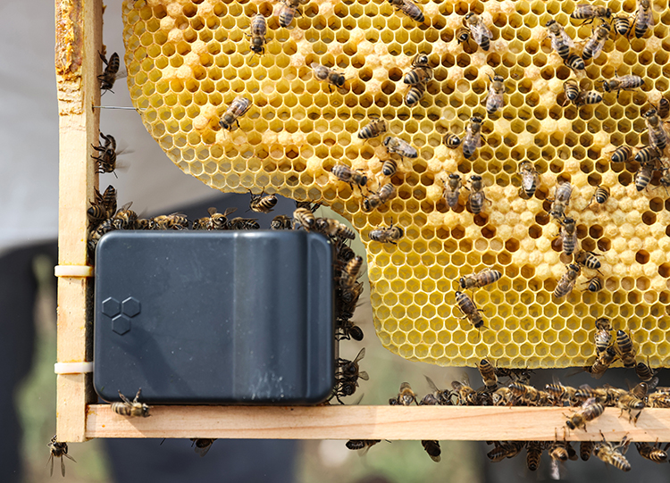 Akademik arılar sağıldı, üretim artarsa bal bursa dönüşecek