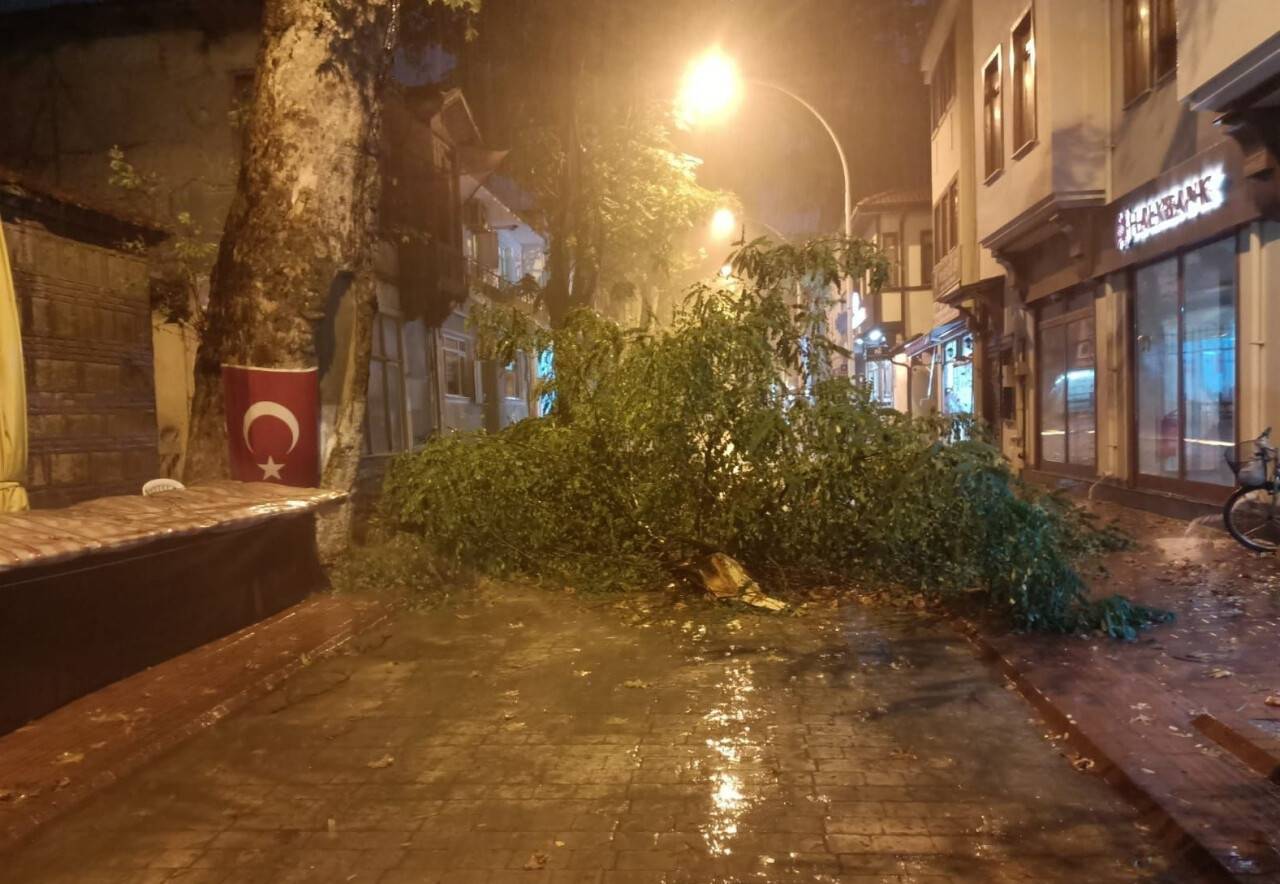 Şiddetli rüzgâr yüzyıllık ağacı devirdi