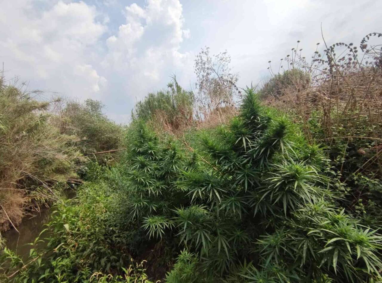 67 kök kenevir ele geçirildi