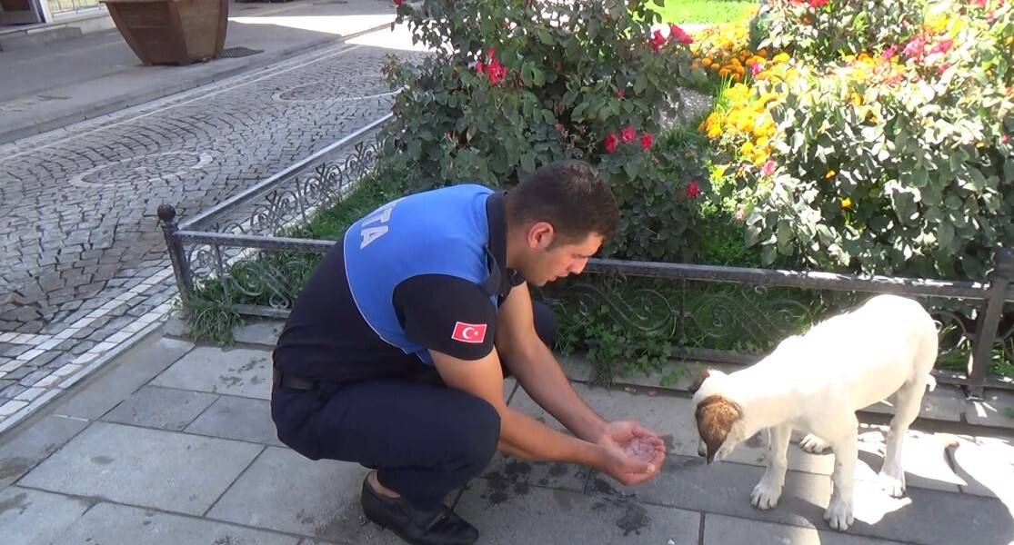 Zabıta memuru susayan köpeğe elleriyle su içirdi