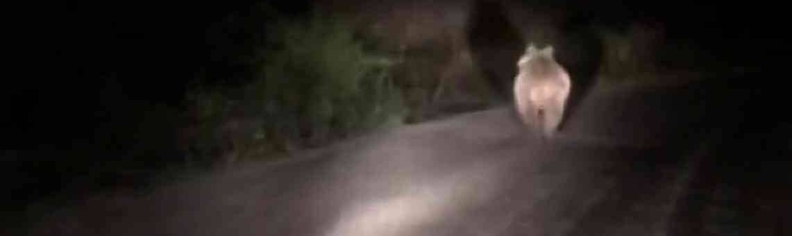 Önüne çıkan ayıyı araçla kovaladılar