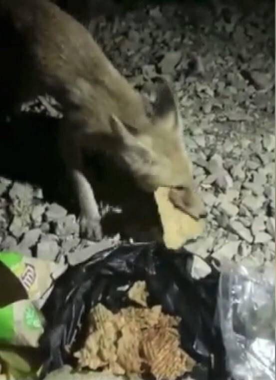 Aç tilki tarhana ile doydu