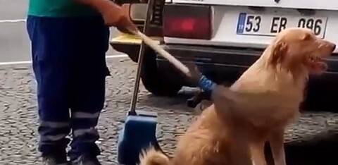 Temizlik personeli süpürgeyle sokak köpeğinin sırtını kaşıdı o anlar cep telefonuna yansıdı