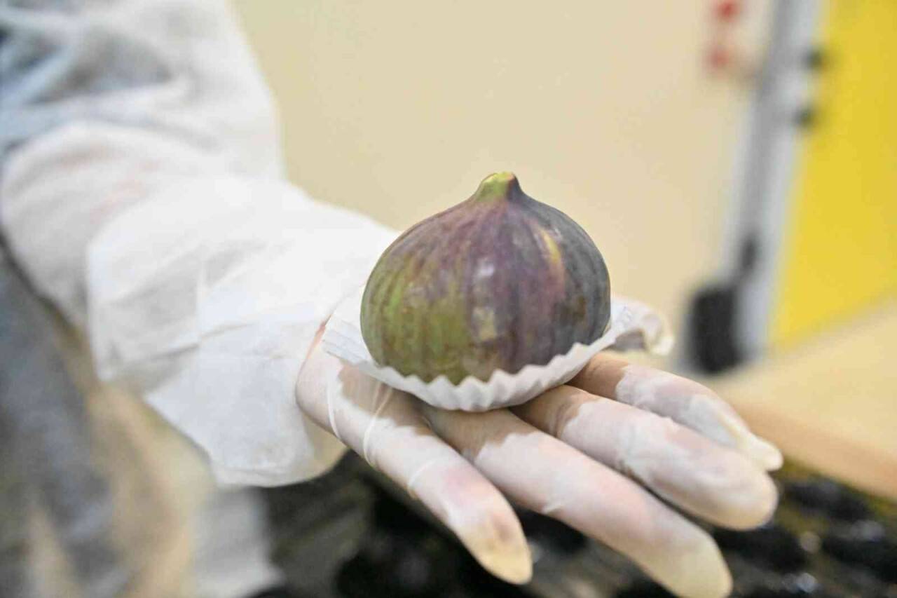 İncir üreticisine can suyu