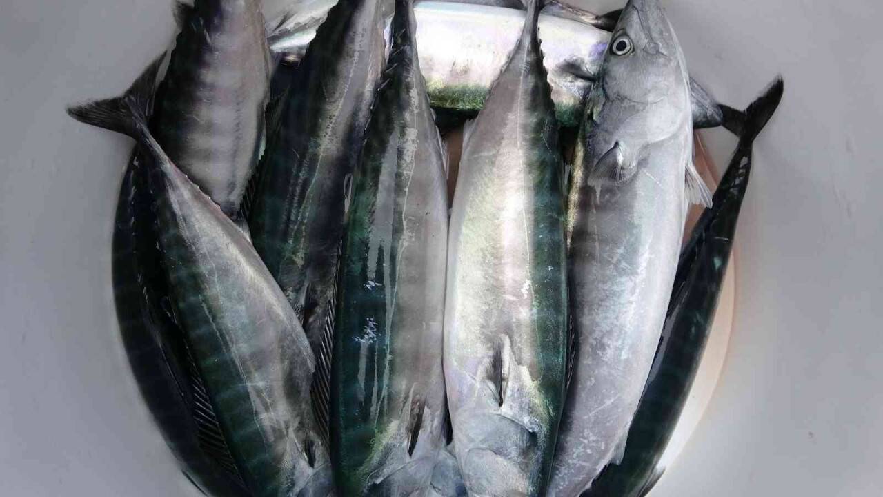 Sezonun başlamasına sayılı günler kala palamudun görüntüsü bol olacağı yönünde