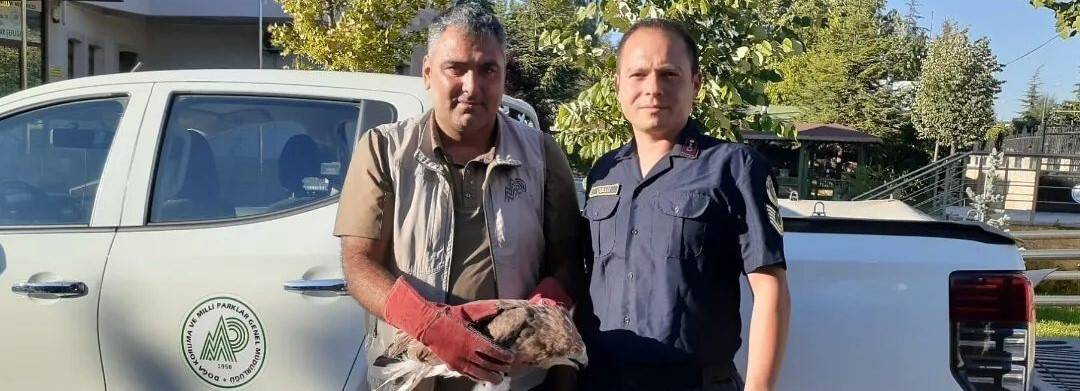 Konya’da bitkin vaziyette bulunan kızıl şahin koruma altına alındı