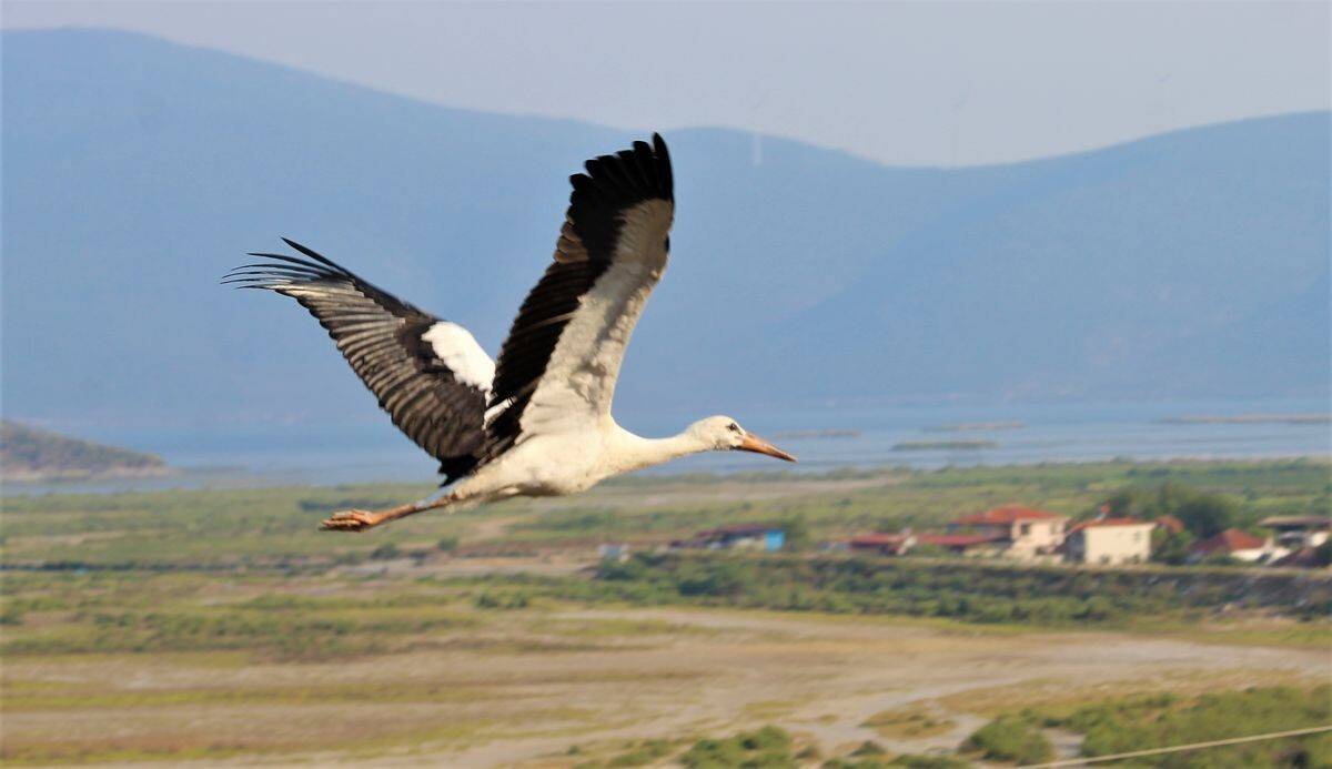 Vefalı leylek Avşarlı Kuşadası’nı terk etmedi