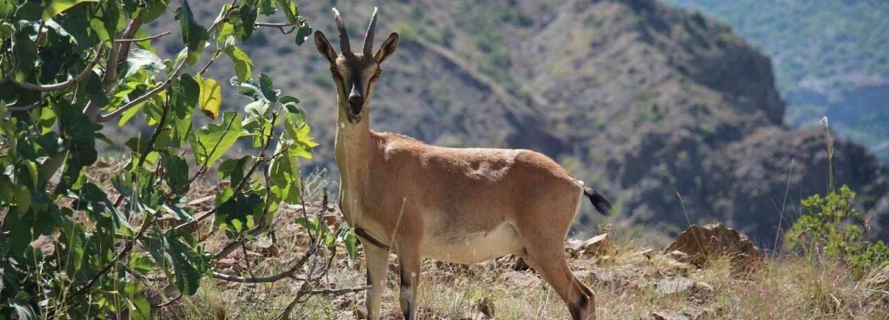 Yaban keçileri Munzur dağlarına güzellik katıyor