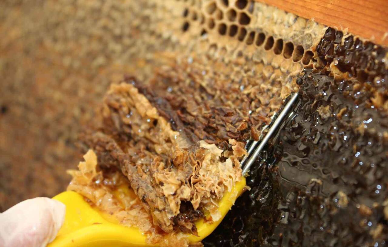 Dünya Arıcılık Kongresi Apimondia’da, Türkiye, dünya ikincisi