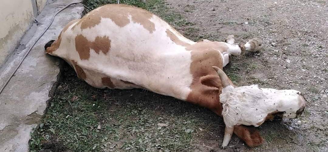 Elektrik akımına kapılan büyükbaş hayvan telef oldu