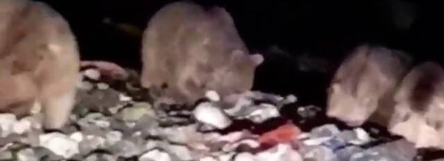 20’den fazla ayı karnını doyurmak için çöplüğü istila etti