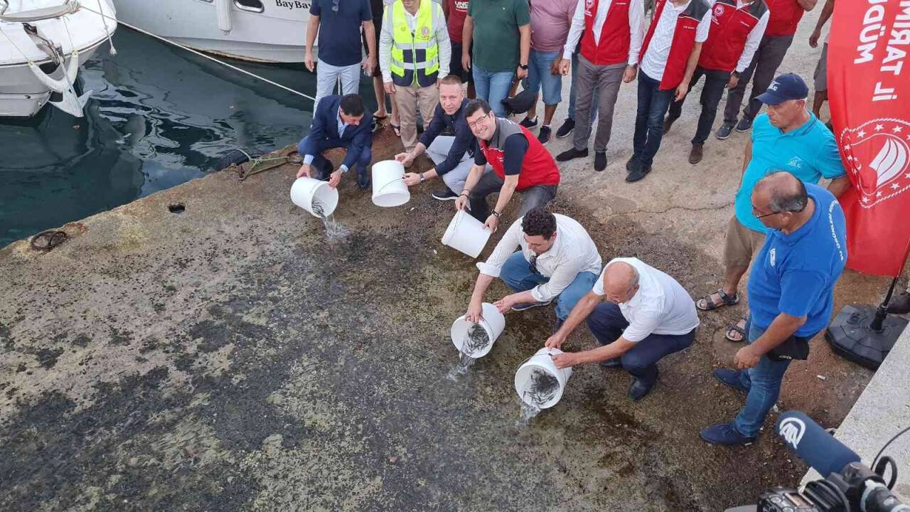 Denize 25 bin çipura bırakıldı