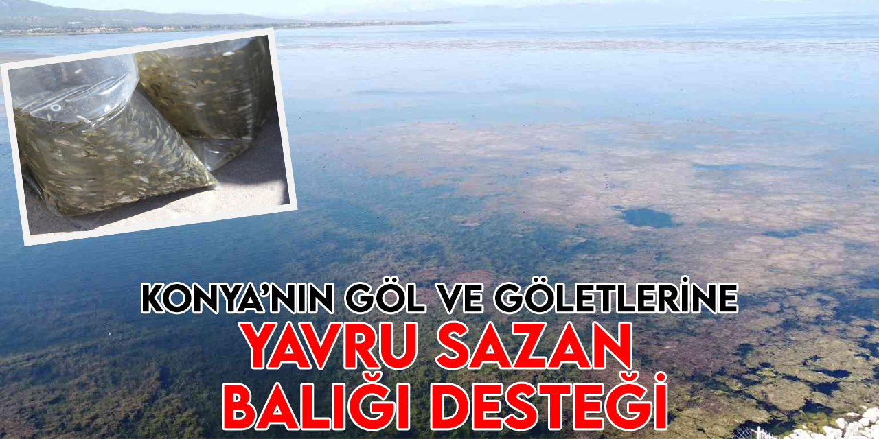Konya’nın göl ve göletlerine 2 milyon yavru sazan balığı bırakıldı
