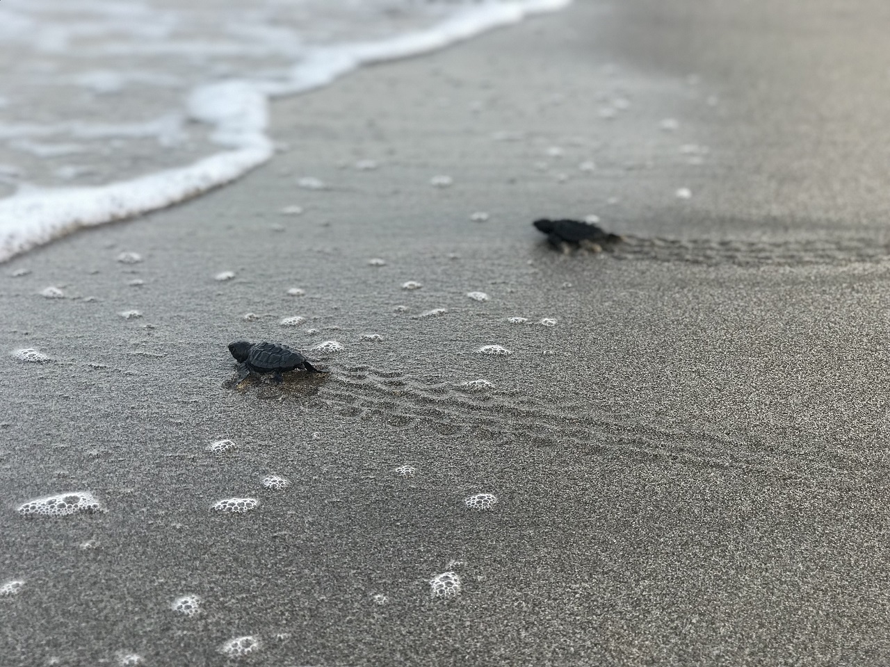 Patara kumsalında caretta caretta yavrularının denizle buluşması devam ediyor