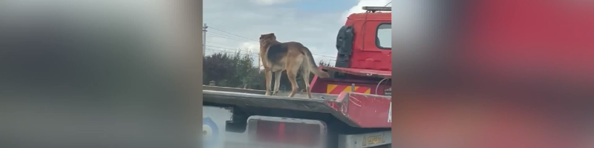 Kurt köpeğinin açık kamyonet kasasındaki tehlikeli yolculuğu