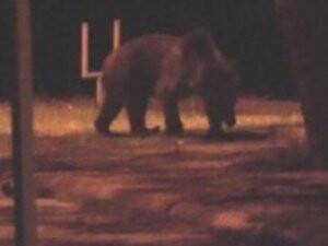 Ayılar Buzlu Meyve Kokteyli İle Serinliyor