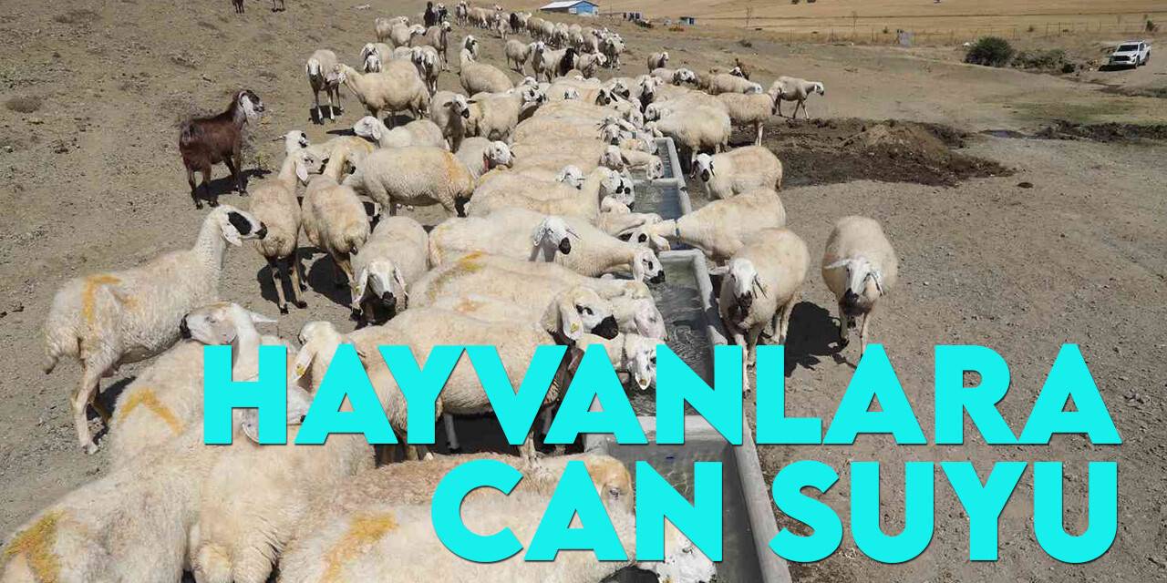 Konya Büyükşehir’in hazırladığı sıvatlar hayvanlar için can suyu oluyor