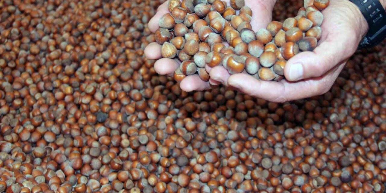 Üreticiler TMO’ya yöneldi