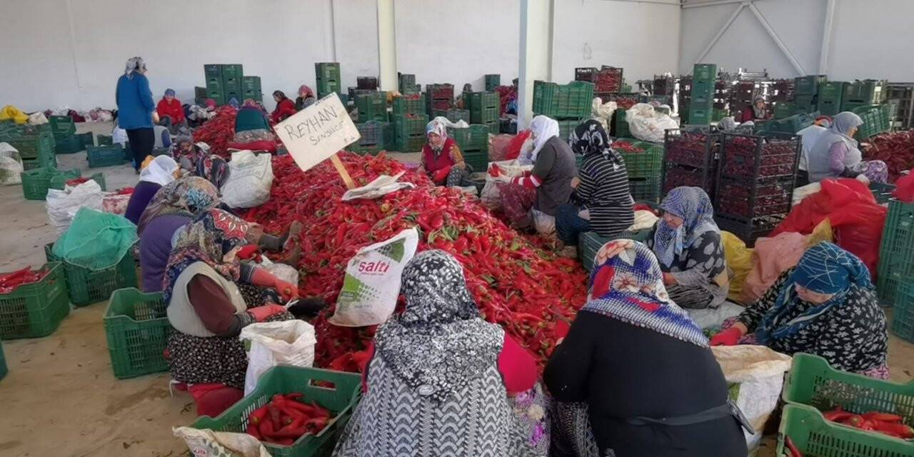 Savaş salça ihracatını artırdı