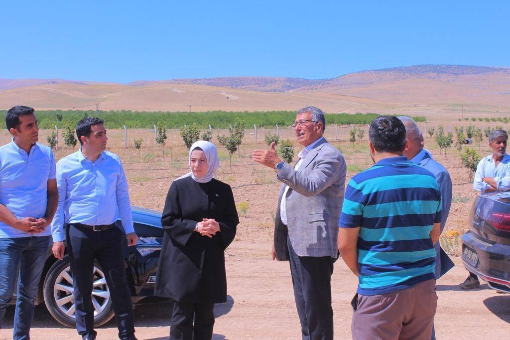 Trabzon hurması üretimine destek