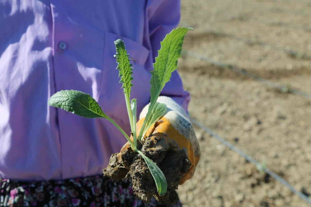 Efeler’in enginarları toprakla buluştu