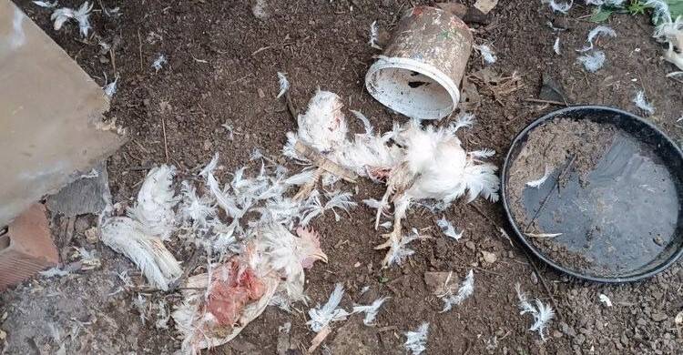 Kümese giren sokak köpekleri 11 tavuğu telef etti