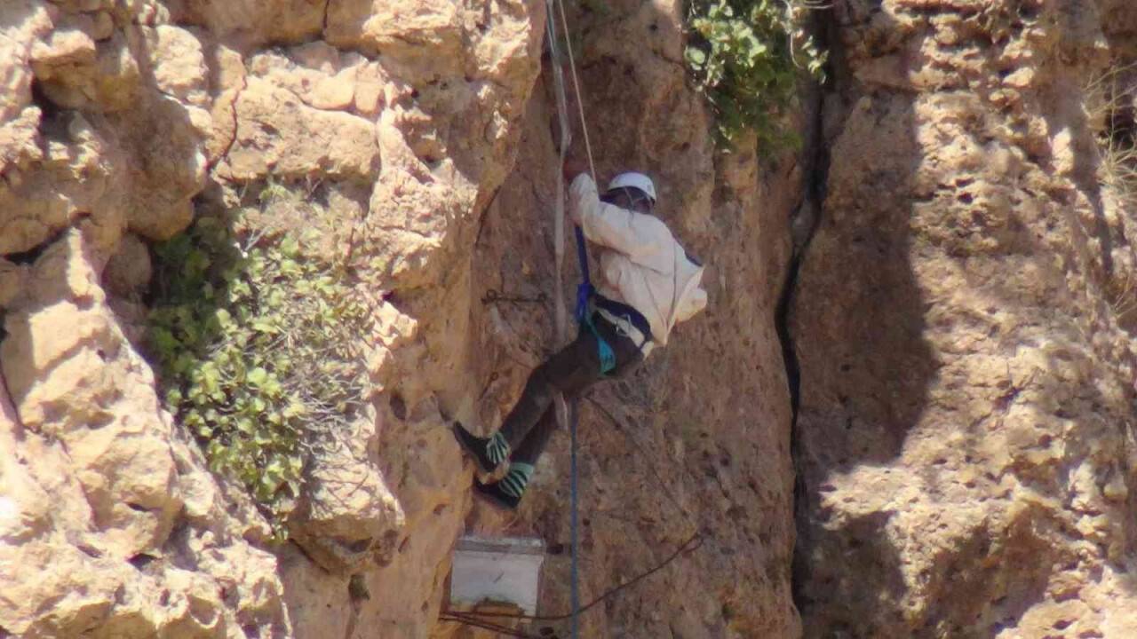 Ölüme meydan okuyup 200 metrelik kayalıklardan "kaya balını" topladı