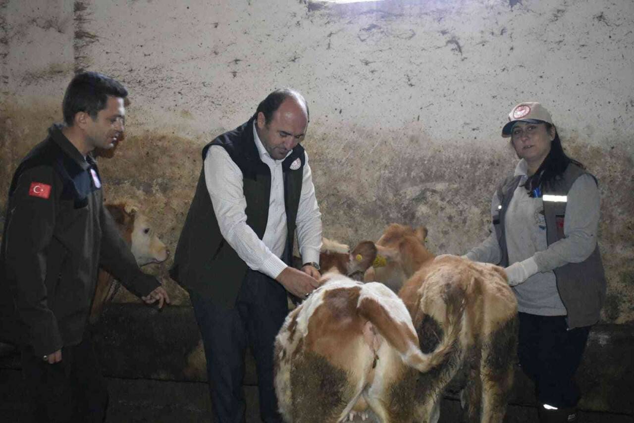 Bayburt’ta şap aşısı yapılmaya başlandı