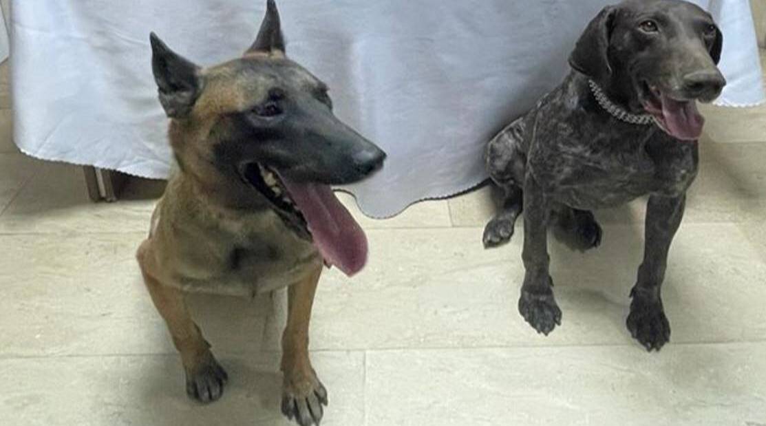 28 kilo 542 gram kubar esrar ’Yüzey’ ve ’Siklet’in burnundan kaçmadı