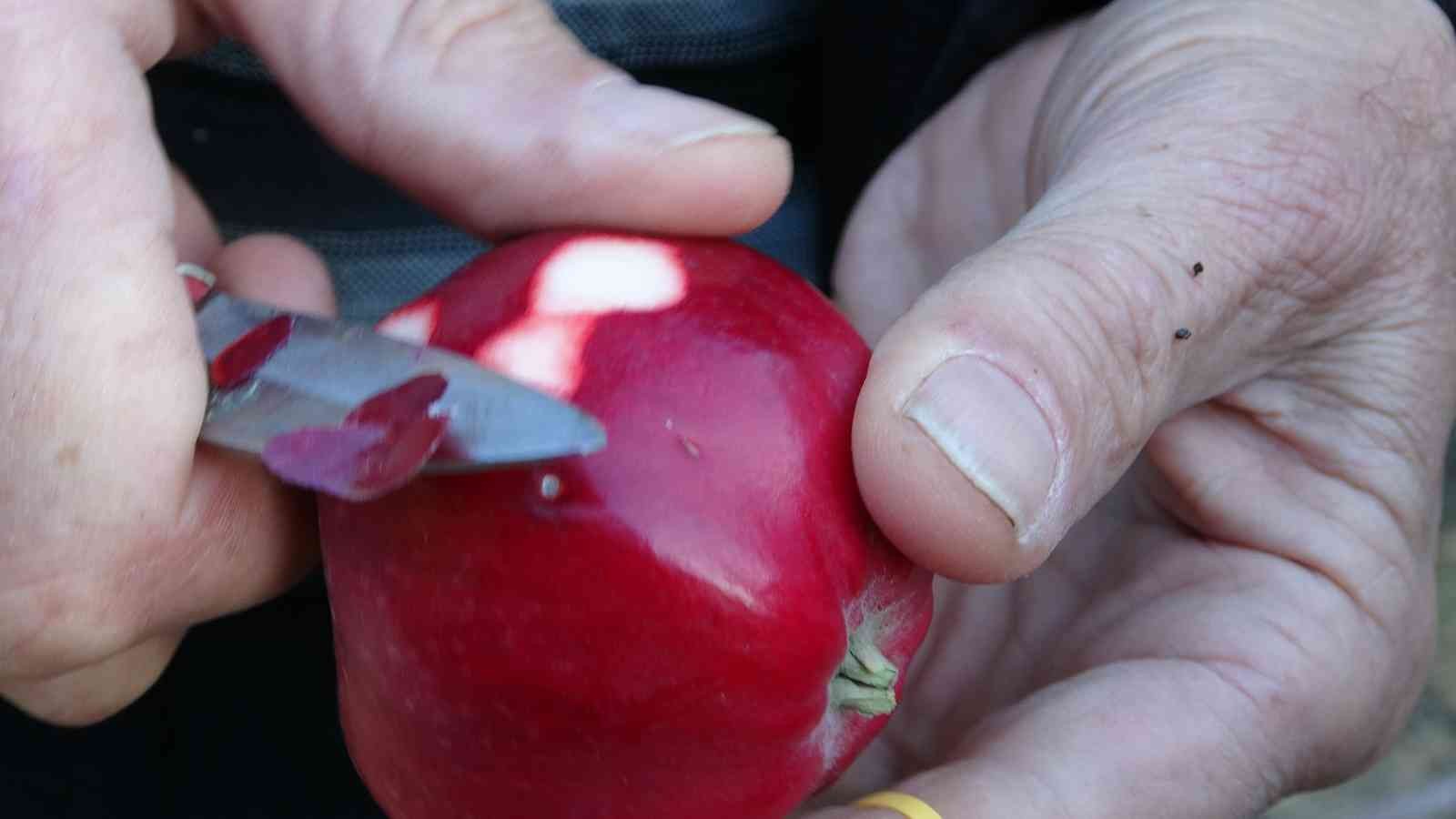 İçi kırmızı elma kanser hastalarına şifa