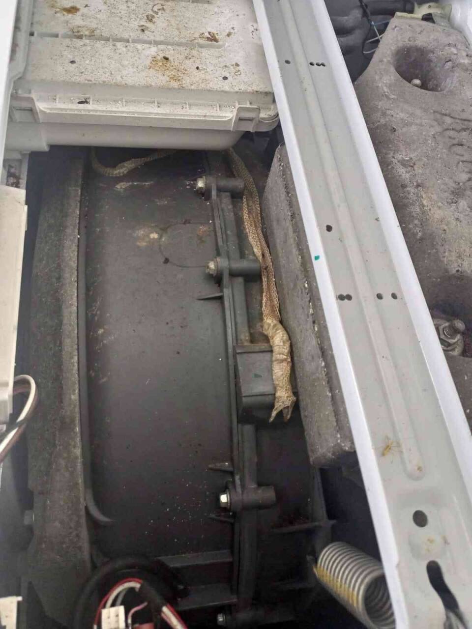 Tamir ettiği çamaşır makinesinden yılan derisi çıktı