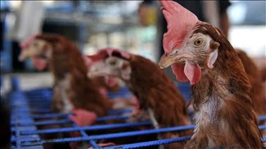 Fransa'da yüksek enerji fiyatları yerli tavuk yetiştiriciliğini vurdu