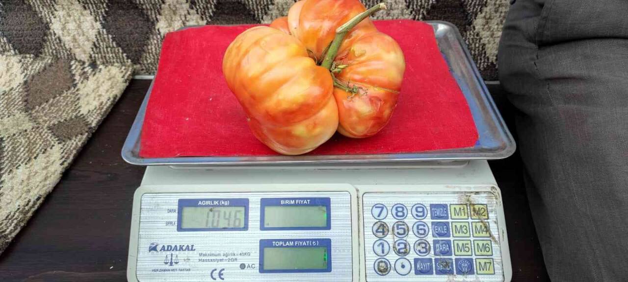 Ağırlığı bir kiloyu aşan dev Sason domatesi tezgahlarda yerini aldı