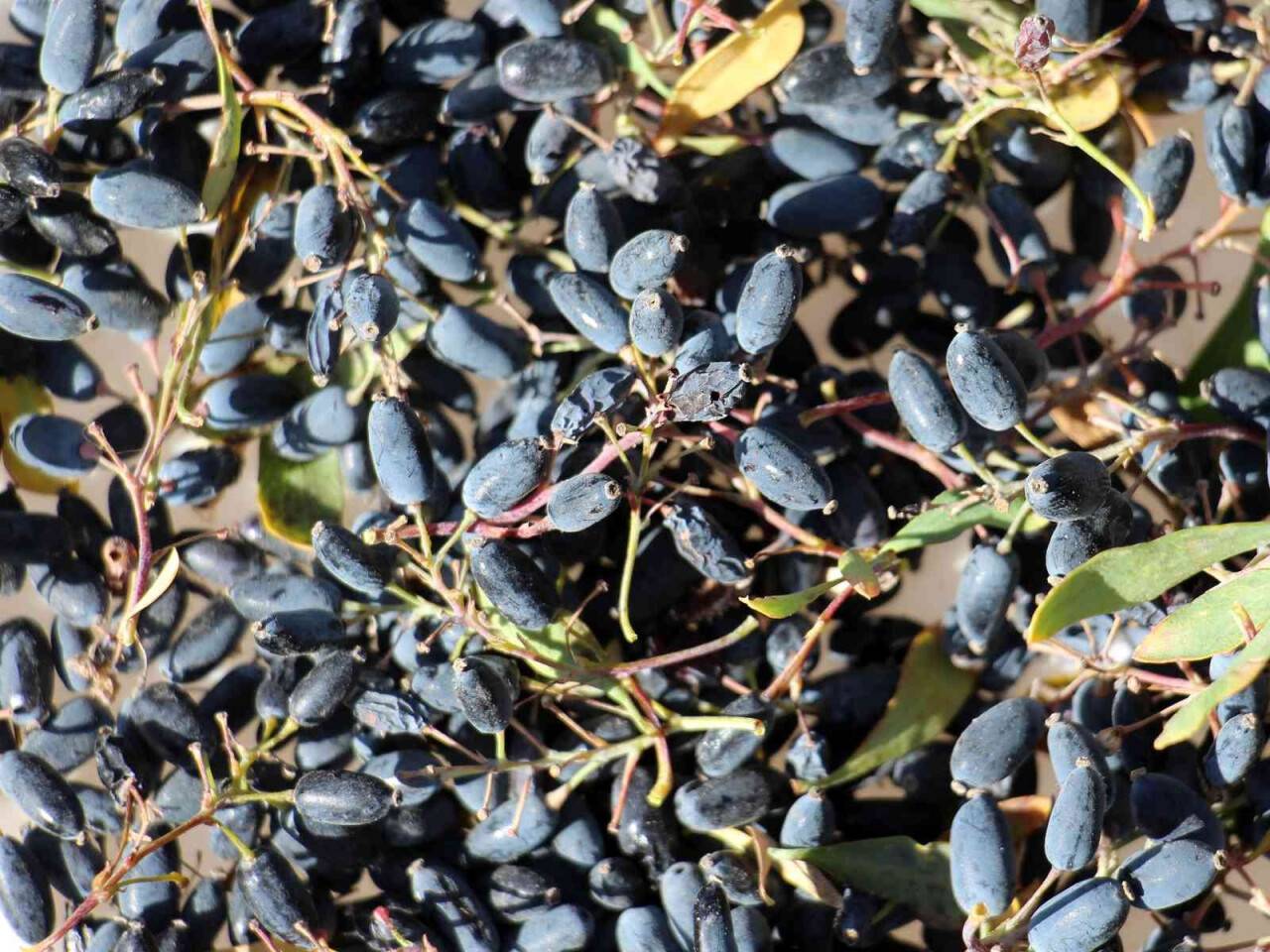 "Bin yıldır kullanılan karamuk bitkisi kanser hücrelerini yok ediyor"