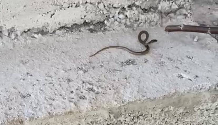 Çılgın çoban önce yılanla oynadı, sonra yaşam alanına bıraktı