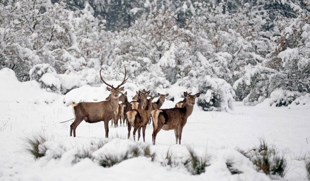 İki kızıl geyiği idari yargı kurtardı