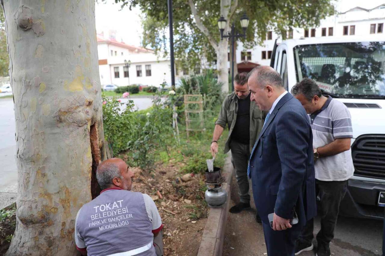Yarım asırlık çınar bakıma alındı