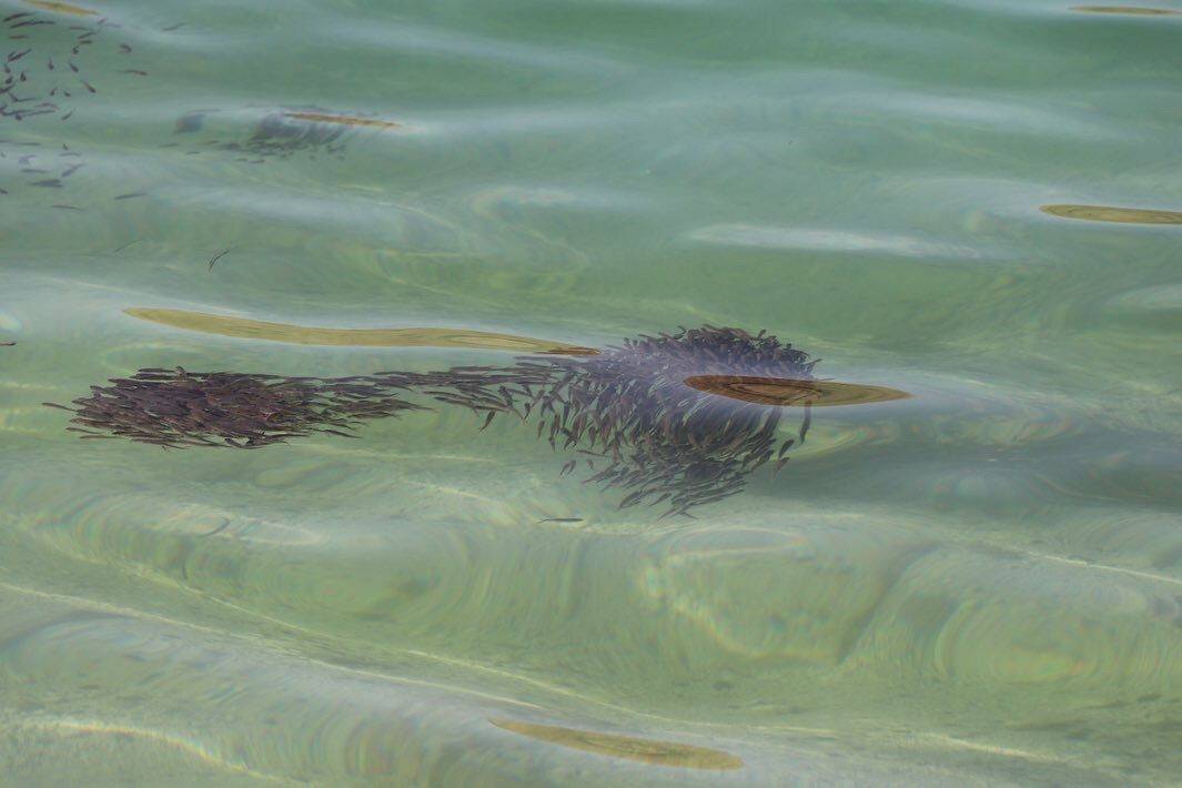 Bir milyon yavru balık Halfeti Barajı’na bırakıldı