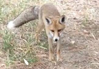 Yiyecek arayan tilkiye nöbet tutan polisten şefkat