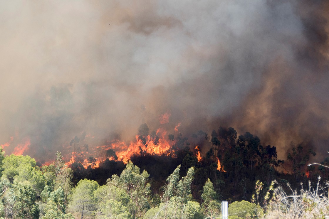 Bu yıl 1801 orman yangınında 12 bin 210 hektar alan zarar gördü
