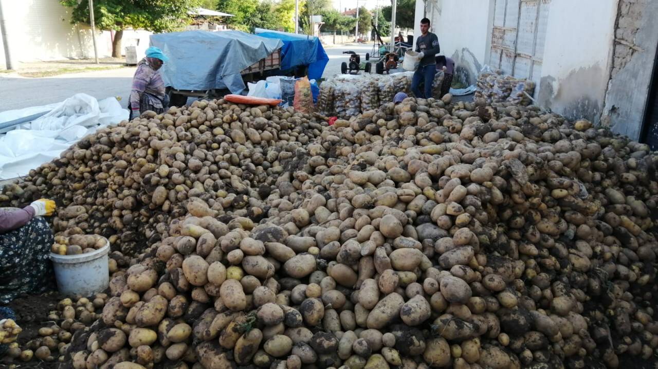 Patates üreticileri sıkıntıda