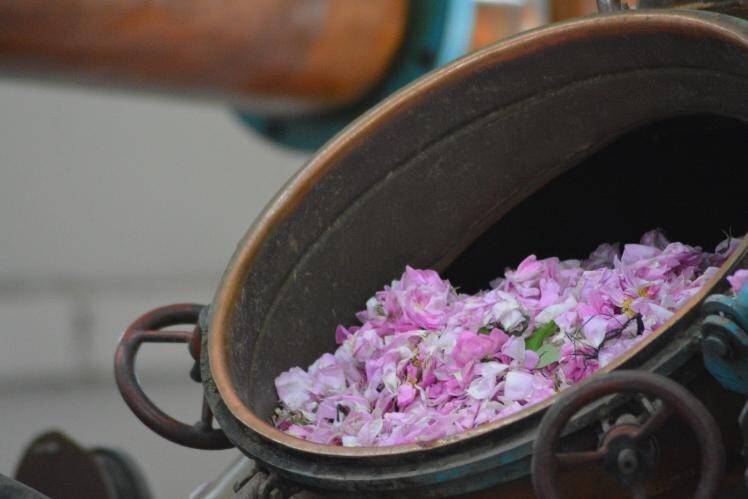 Isparta’da gül çiçeği taban fiyatı 22 lira olarak açıklandı