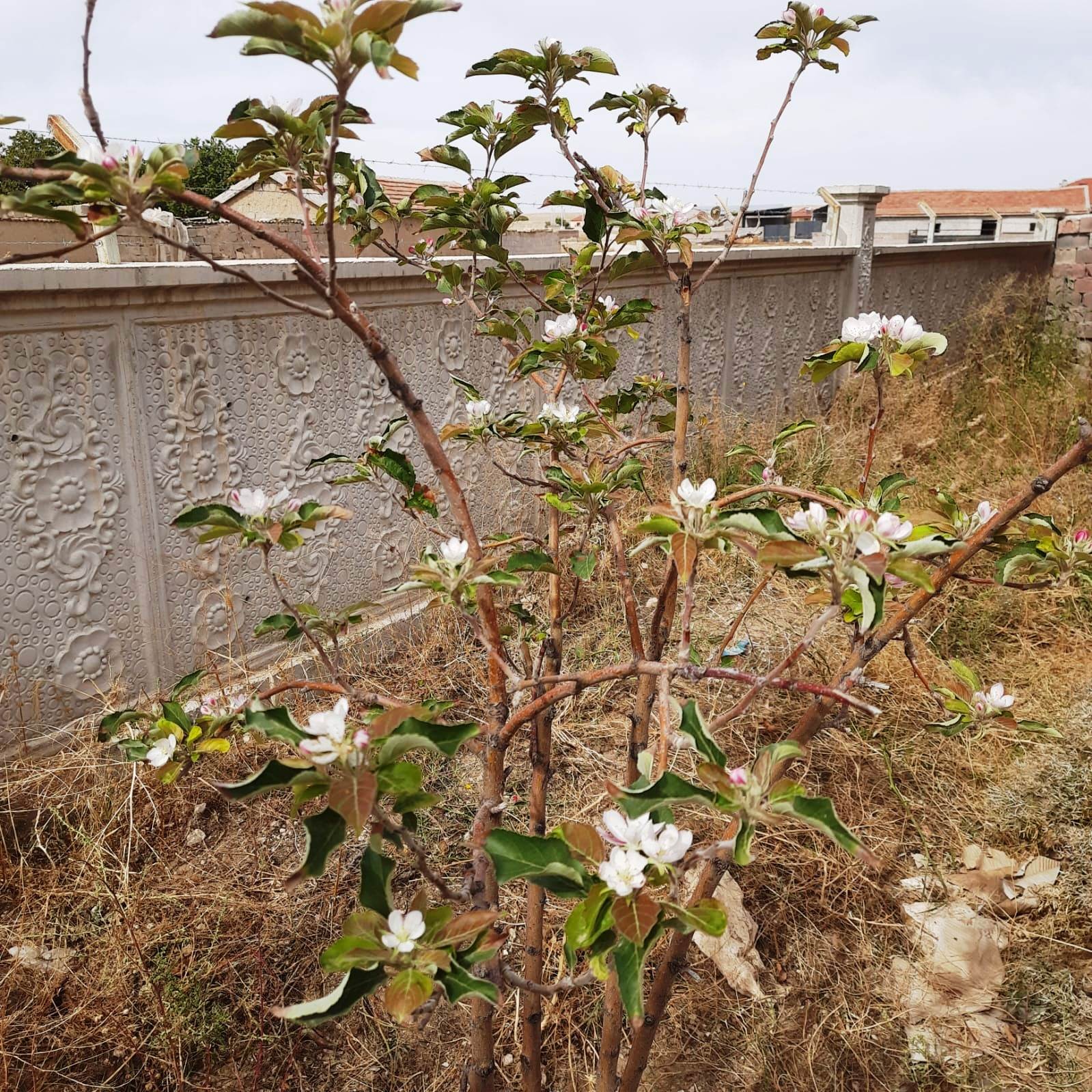 Kulu’da Ekim ayında elma fidanı çiçek açtı