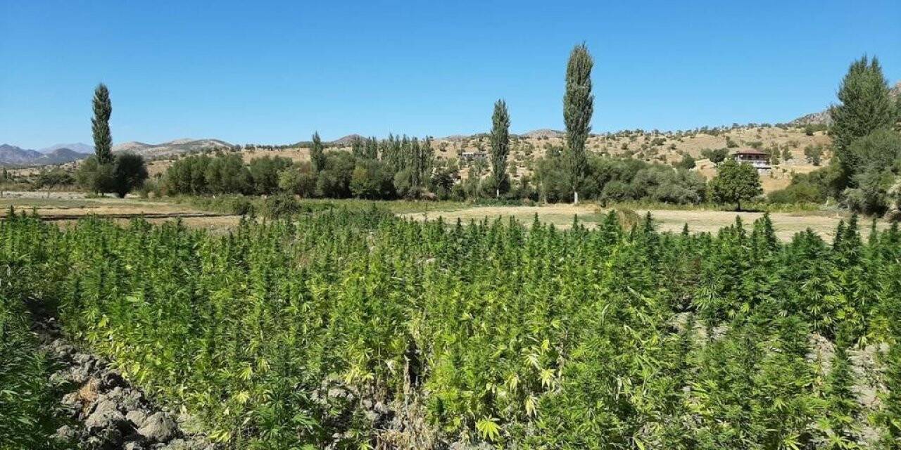 Eren-Abluka Sonbahar-Kış 2 operasyonunda 1 adet EYP, 52 bin kök kenevir ele geçirildi
