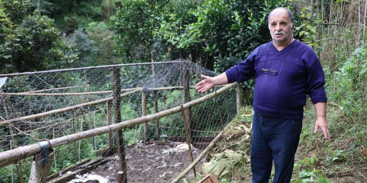 Sokak köpekleri kümese girdi, 17 tavuğu telef etti