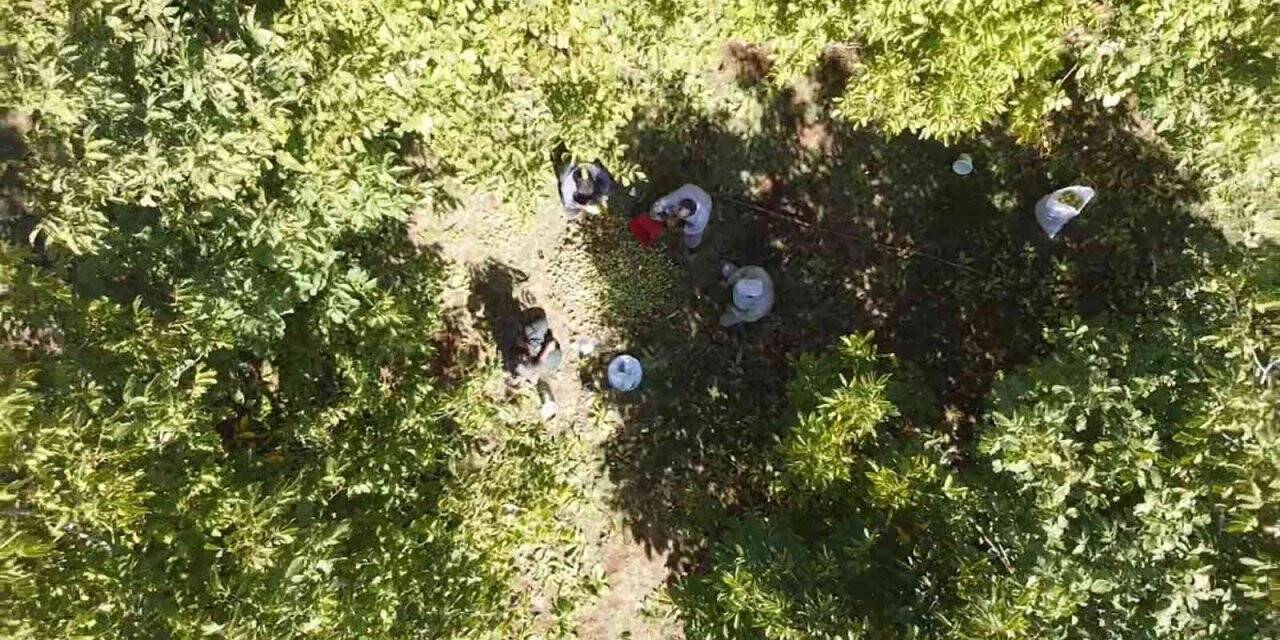 Tatvan’da ceviz hasadı başladı